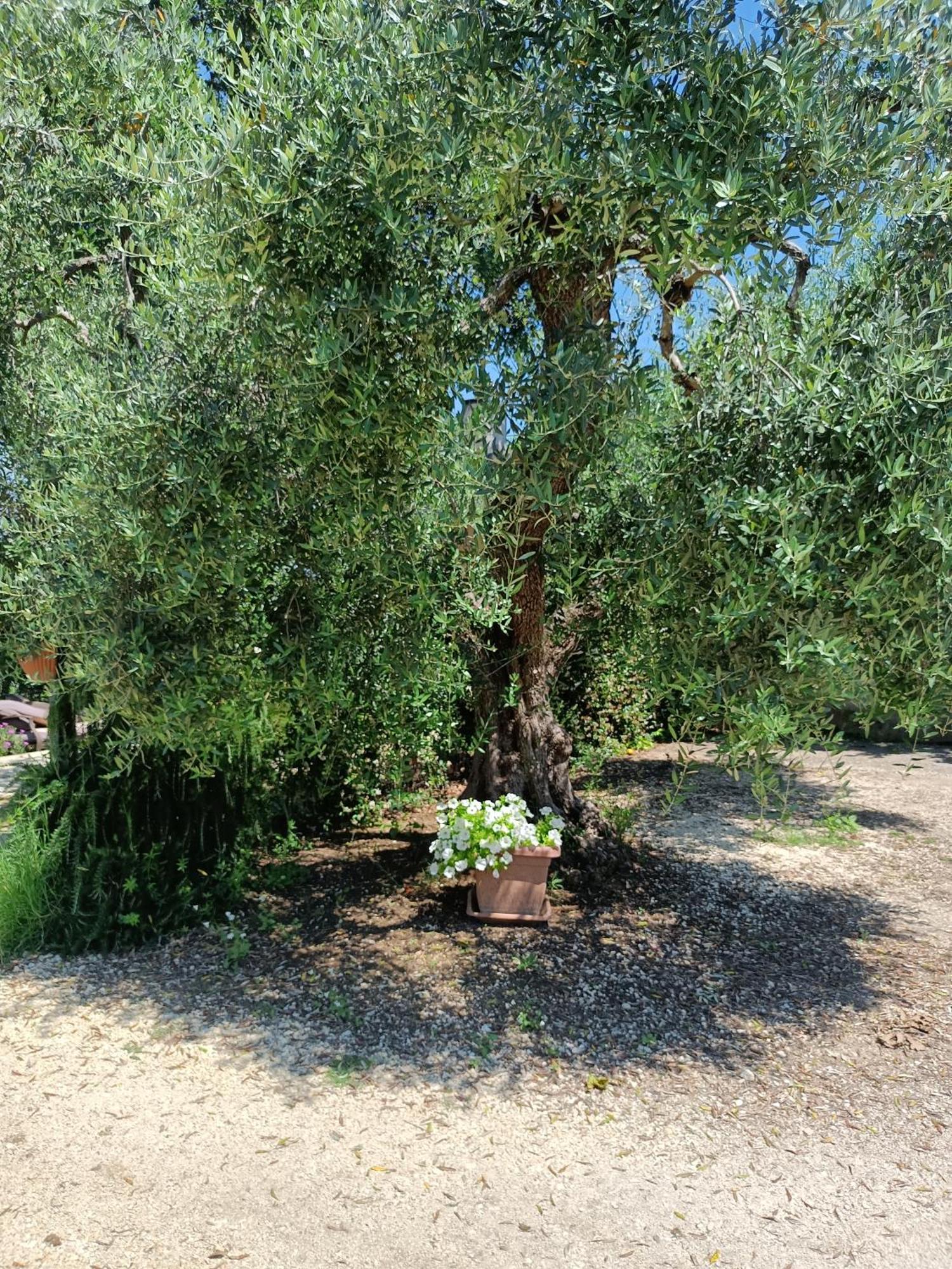 Colle Perazzoni Apartment Fiano Romano Bagian luar foto